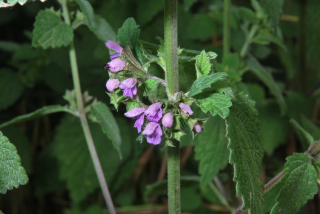 Ballota nigra